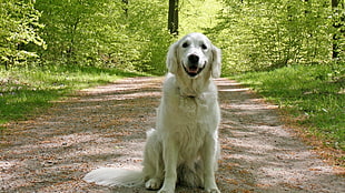 adult light Golden Retriever sits on ground near tall trees at daytime