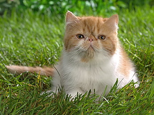 brown and white short coated cat on green grass