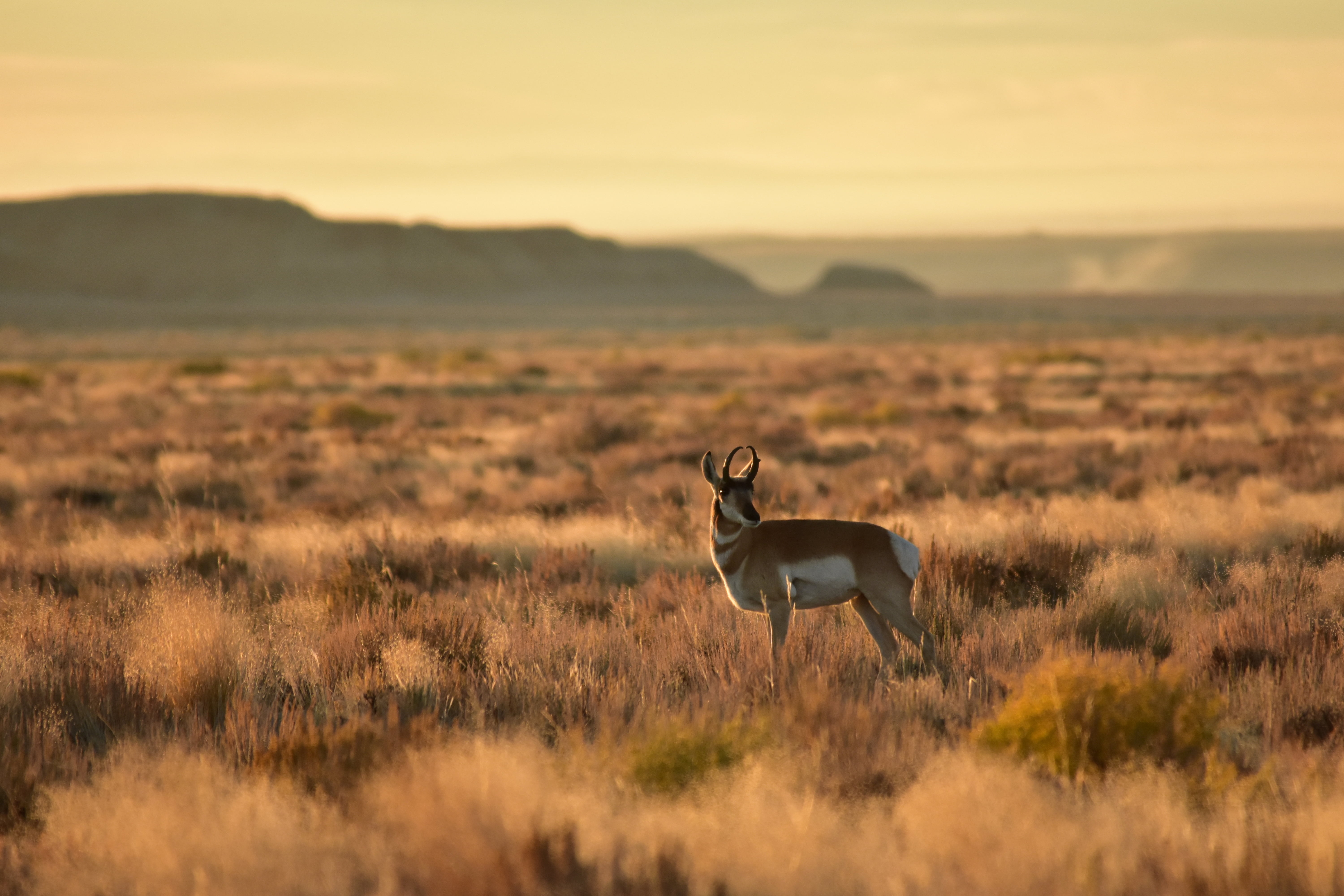 depth of field photography of deer on grass field during daytime, seedskadee national wildlife refuge