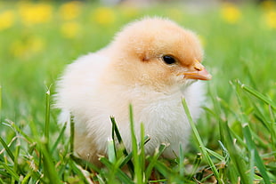 selective focus photography of  chick in green grass