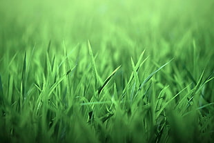 tilt photography of green grass