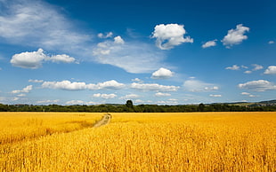wheat field, nature HD wallpaper