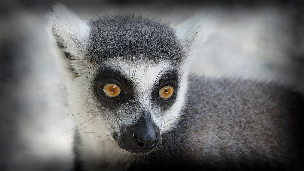 gray and white lemur HD wallpaper