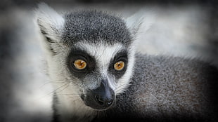 gray and white lemur