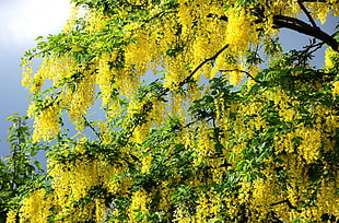 yellow and green trees HD wallpaper