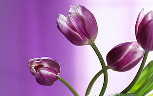 purple-and-white tulip flowers, flowers, nature, tulips, purple flowers