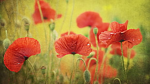 red flowers, flowers, poppies, nature