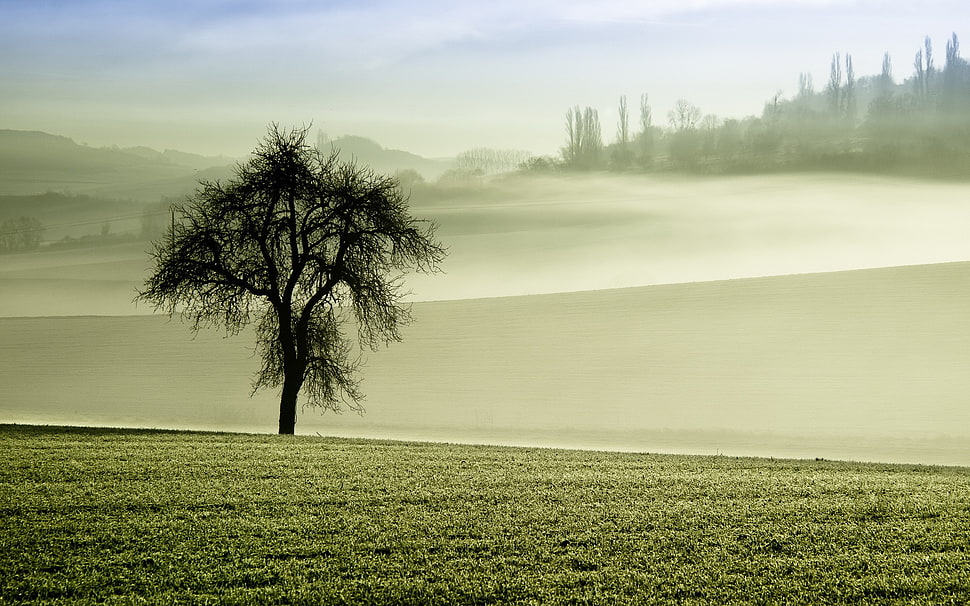 tree near mountain range, nature, mist, trees HD wallpaper