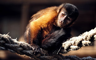 selective focus photography of tan monkey on gray rope
