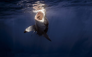 underwater photography of shark