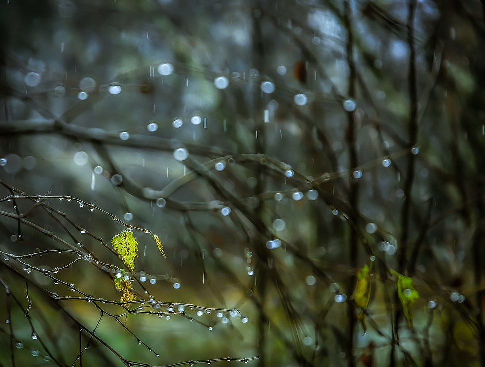 macro photo of leaves, plants, nature, rain, water drops HD wallpaper