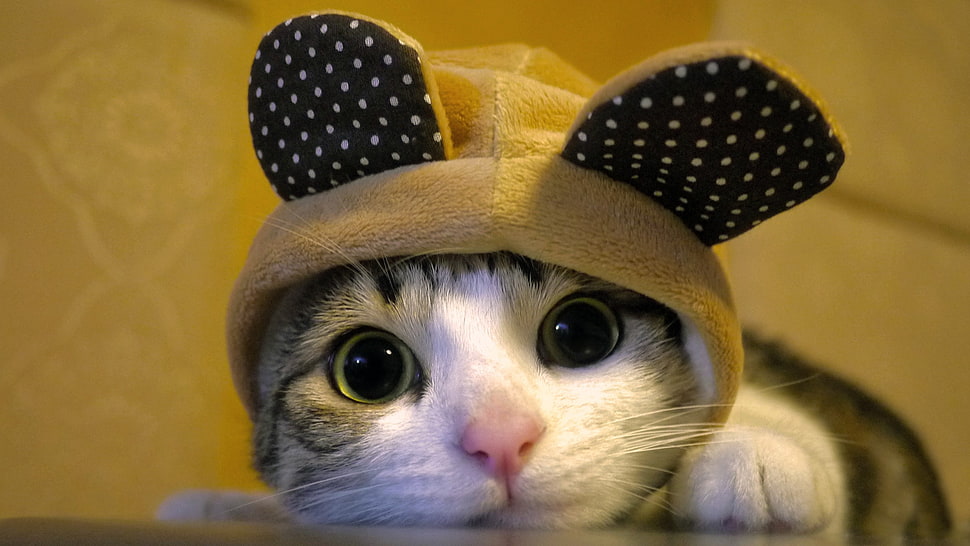 cat, closeup, animals HD wallpaper