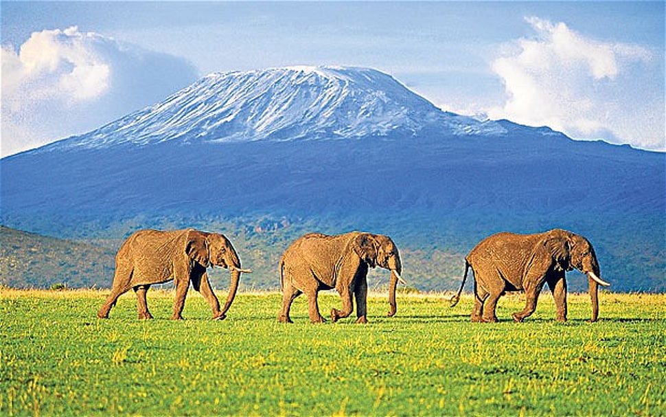 three gray elephant walking HD wallpaper