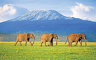 three gray elephant walking