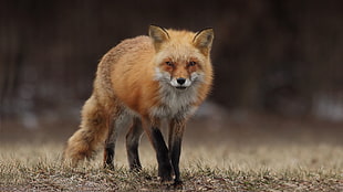 brown and white fox, fox, animals
