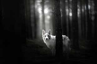 wolf, monochrome, animals, dog
