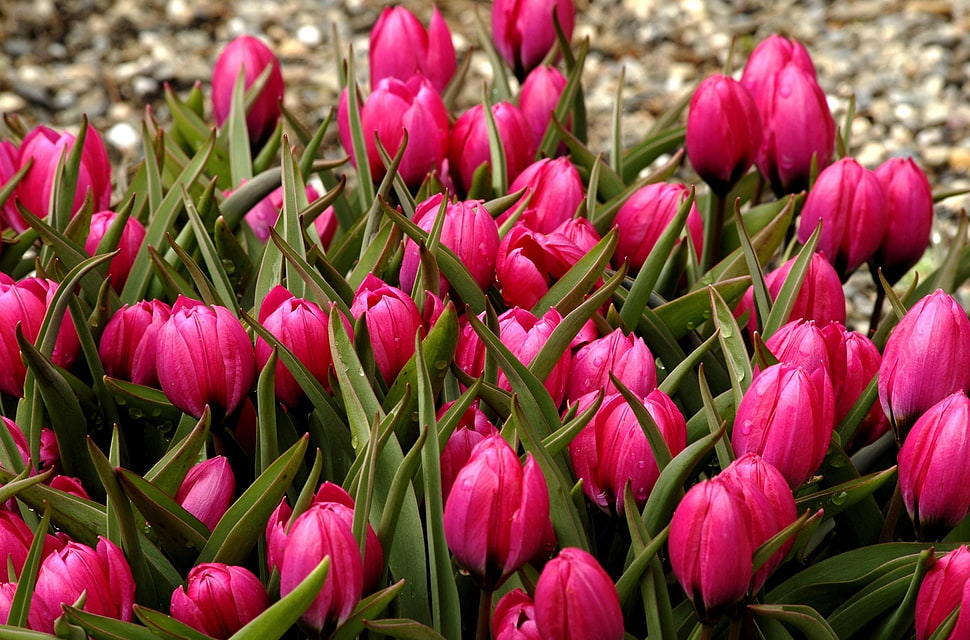 pink Tulip flowers HD wallpaper