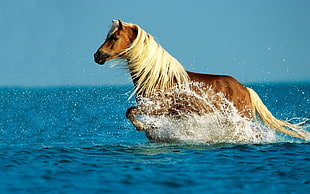 photography of brown horse running on water HD wallpaper