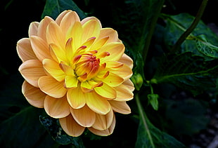 yellow and red flower, dahlia