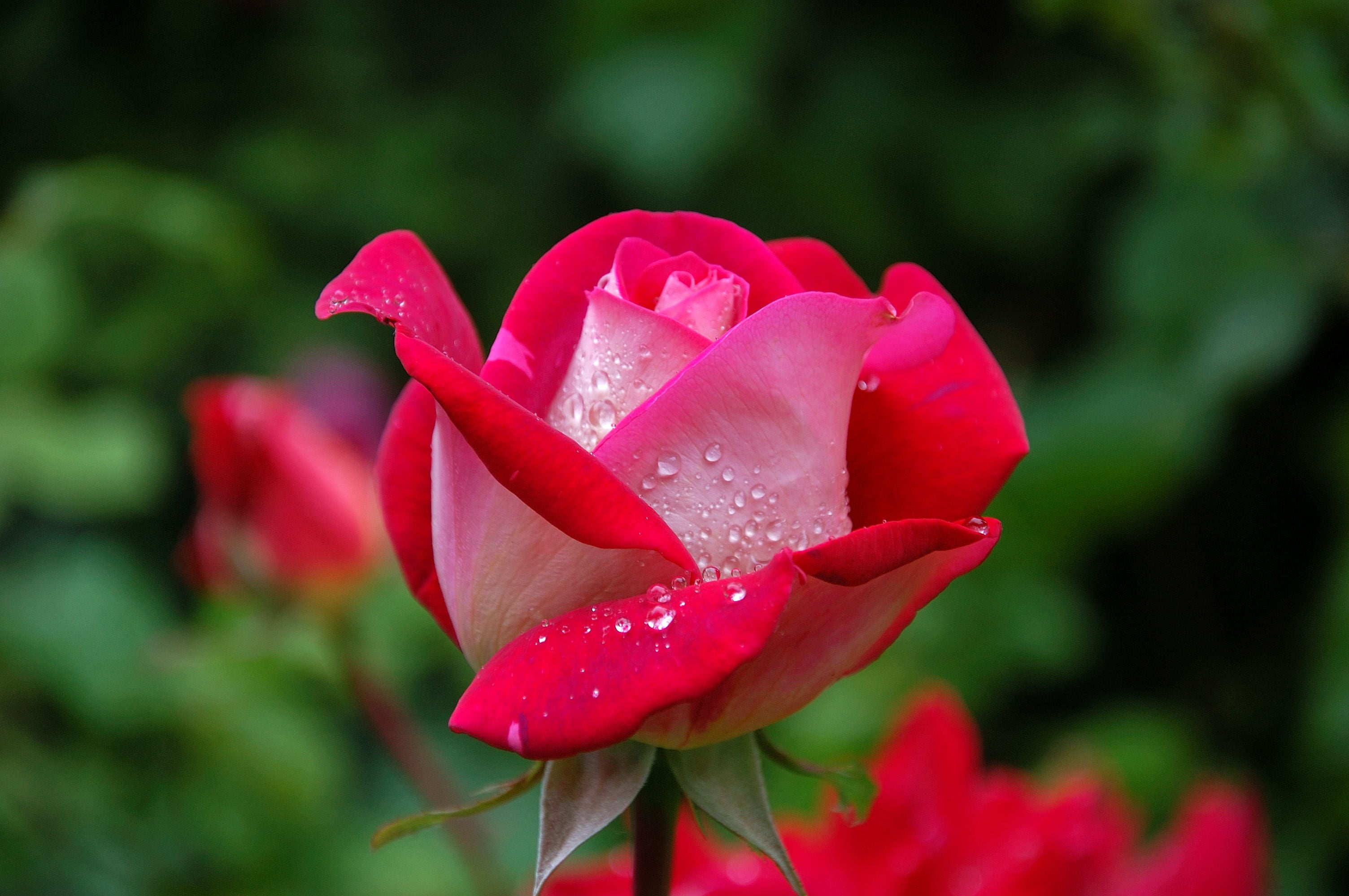 macro shot of pink rose with water droplets HD wallpaper.