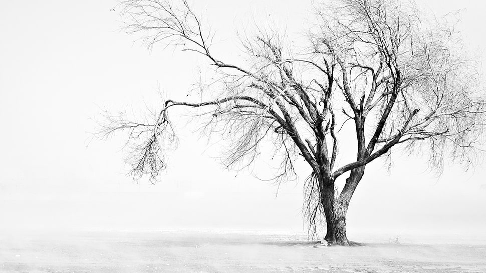 bare tree, photography, nature, landscape, trees HD wallpaper
