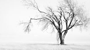 bare tree, photography, nature, landscape, trees