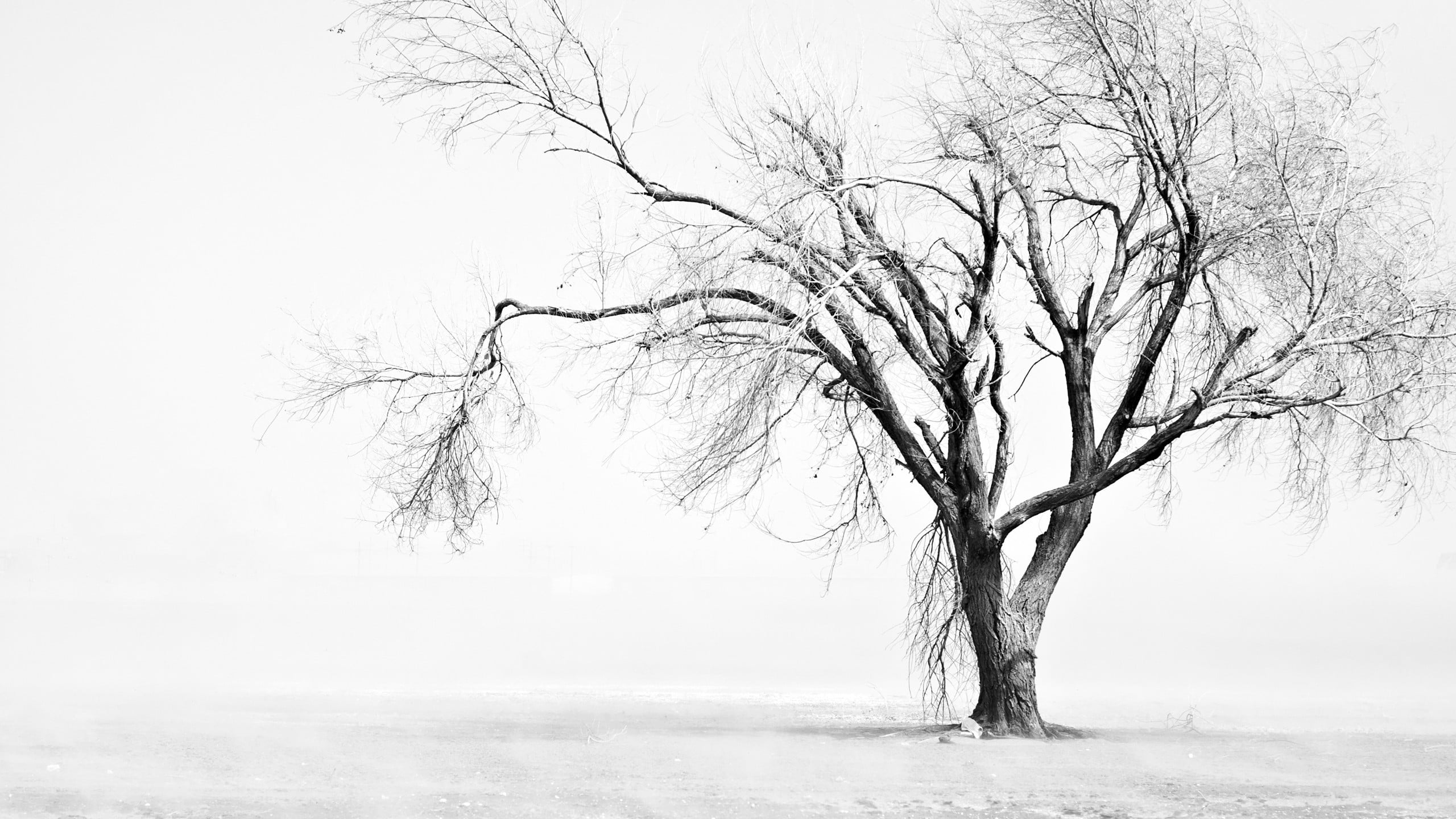 bare tree, photography, nature, landscape, trees