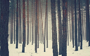 brown trees, nature, trees, forest, snow