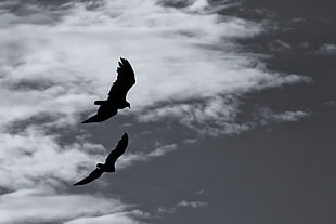 two silhouette of birds