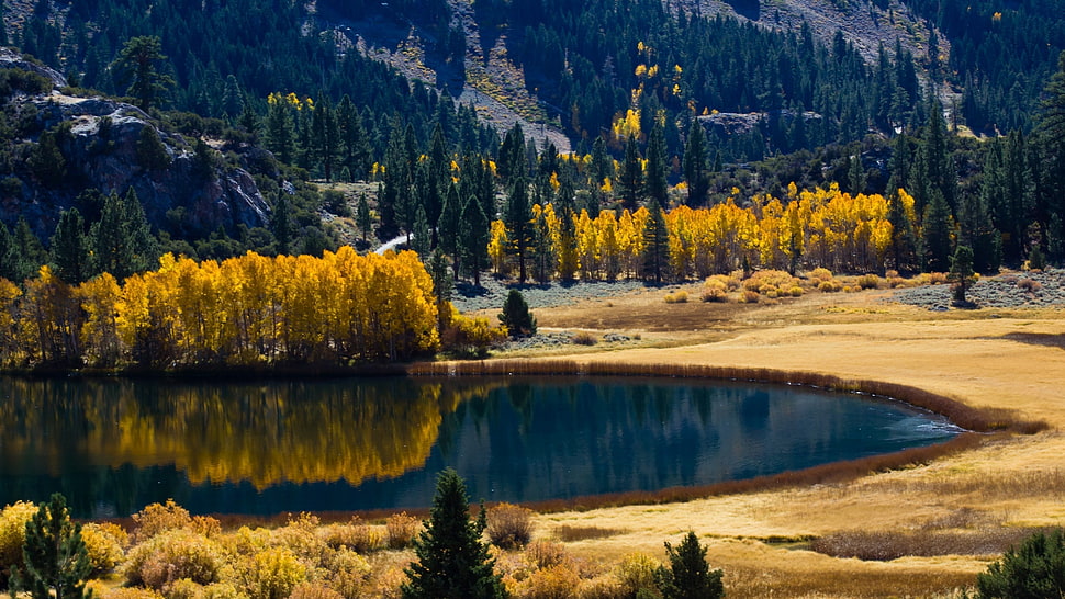 orange trees, nature, lake, reflection, trees HD wallpaper