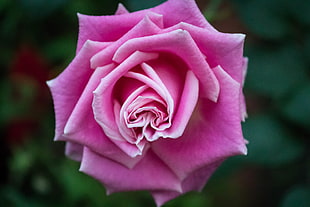 closeup photo of pink rose, singapore
