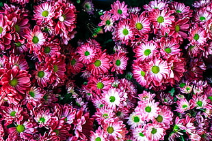 bed of pink daisy flowers