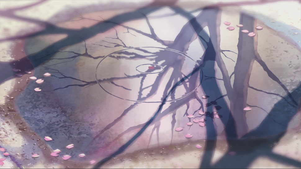 5 Centimeters Per Second, puddle, reflection, flower petals HD wallpaper
