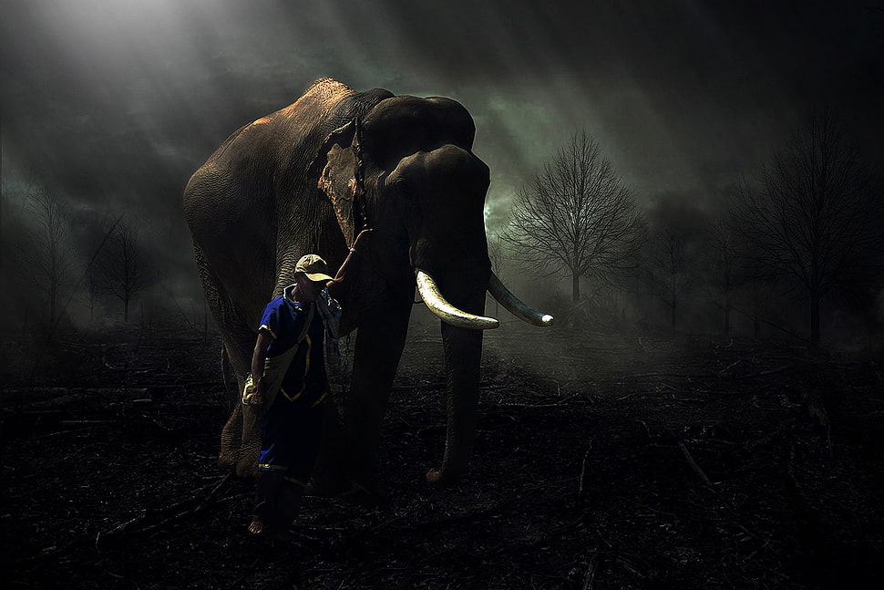 brown elephant, elephant, men, trees, lights HD wallpaper