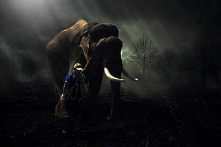 brown elephant, elephant, men, trees, lights