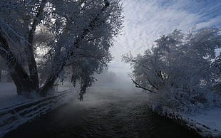 white leafed trees, nature, landscape, mist, snow