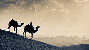 man riding on camel