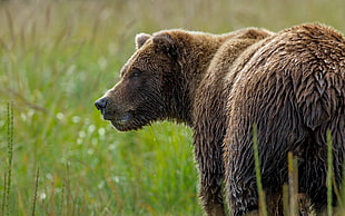 brown bear on green grass lawn HD wallpaper
