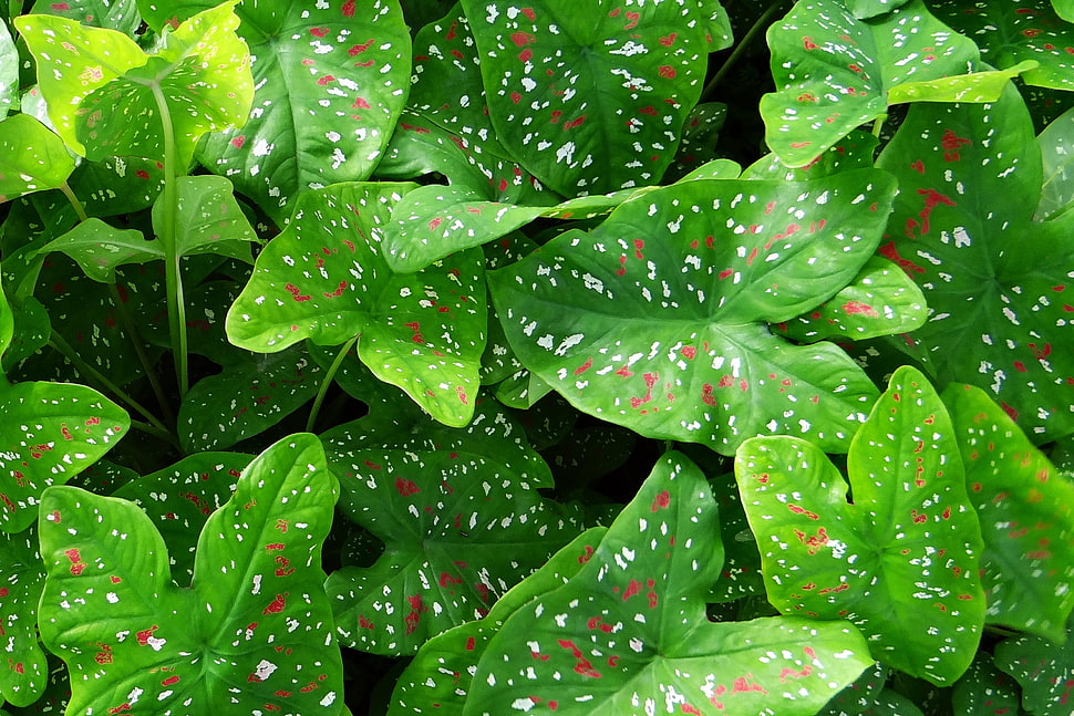 green leaf plant HD wallpaper