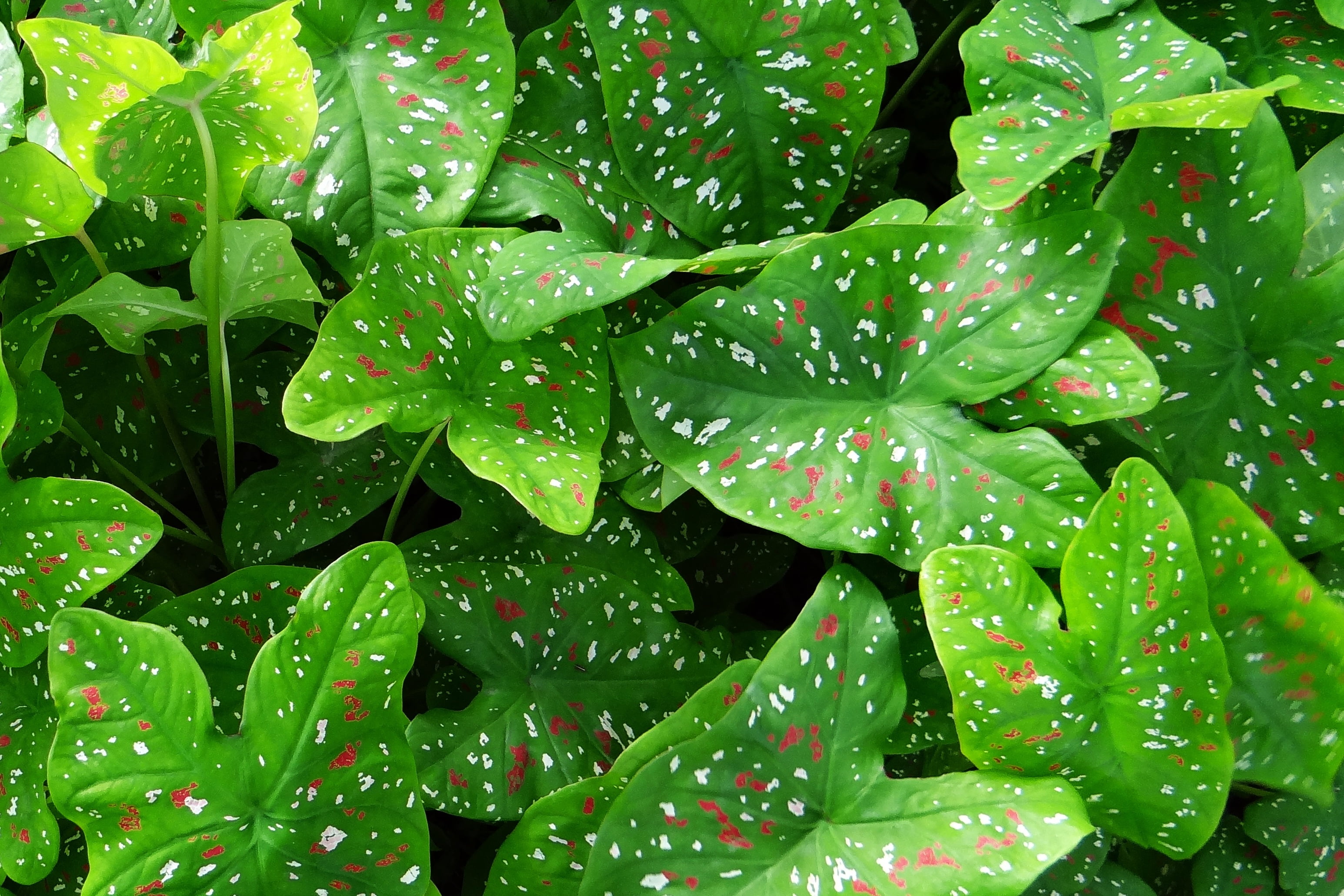 green leaf plant