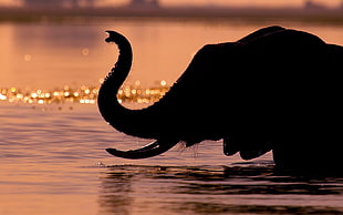 Elephant,  Silhouette,  Water,  Drops