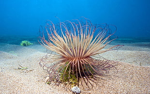brown sand, sea, sea anemones, underwater