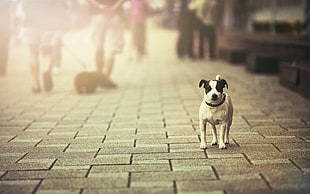 adult black and lemon Jack Russell terrier, city, dog, street, sunlight