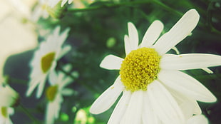 macro photography of Daisy flower HD wallpaper