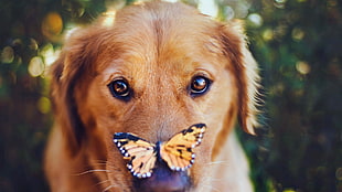 brown butterfly perched on dog face in closeup photography