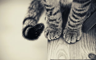 grayscale photography of tabby cat, cat, paws, monochrome, animals HD wallpaper