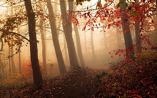 orange leafed tree, nature, landscape, mist, forest