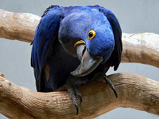 blue american parrot HD wallpaper
