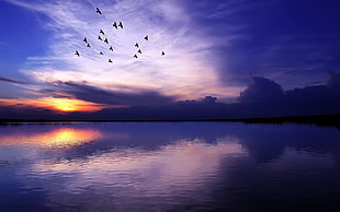 calm body of water, lake, birds, sunset, sea