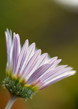 purple Daisy flower in bloom close-up photo HD wallpaper
